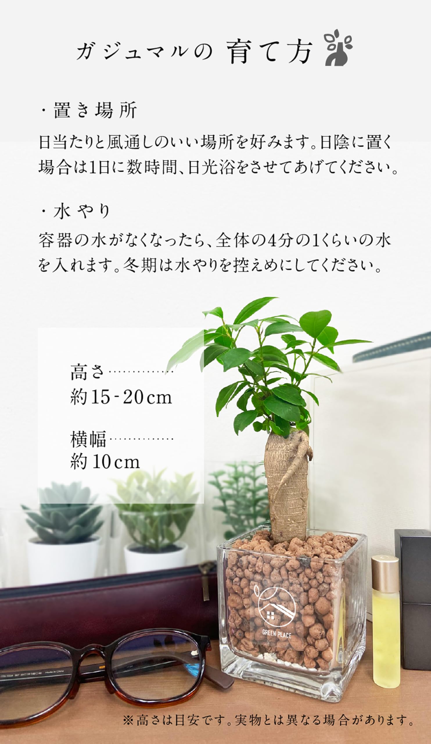Amazon｜GREEN PLACE ガジュマル ミニ 観葉植物 本物 【鉢 × 植え込み