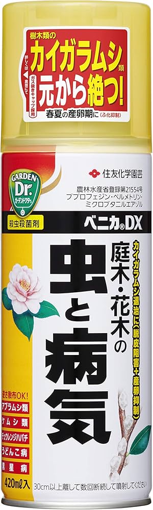 南アメリカのオニカミキリの1種・ペア 南アメリカのオニカミキリの1種
