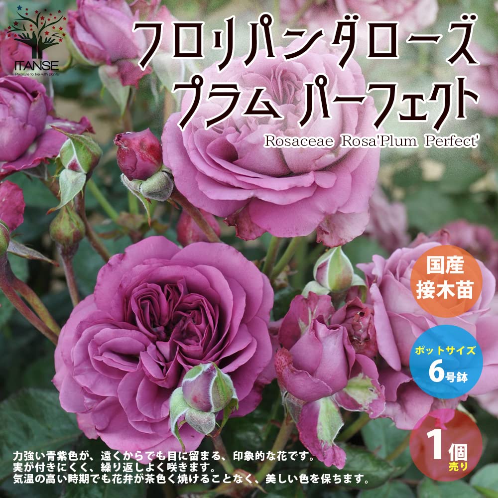 Amazon.co.jp: 薔薇の苗