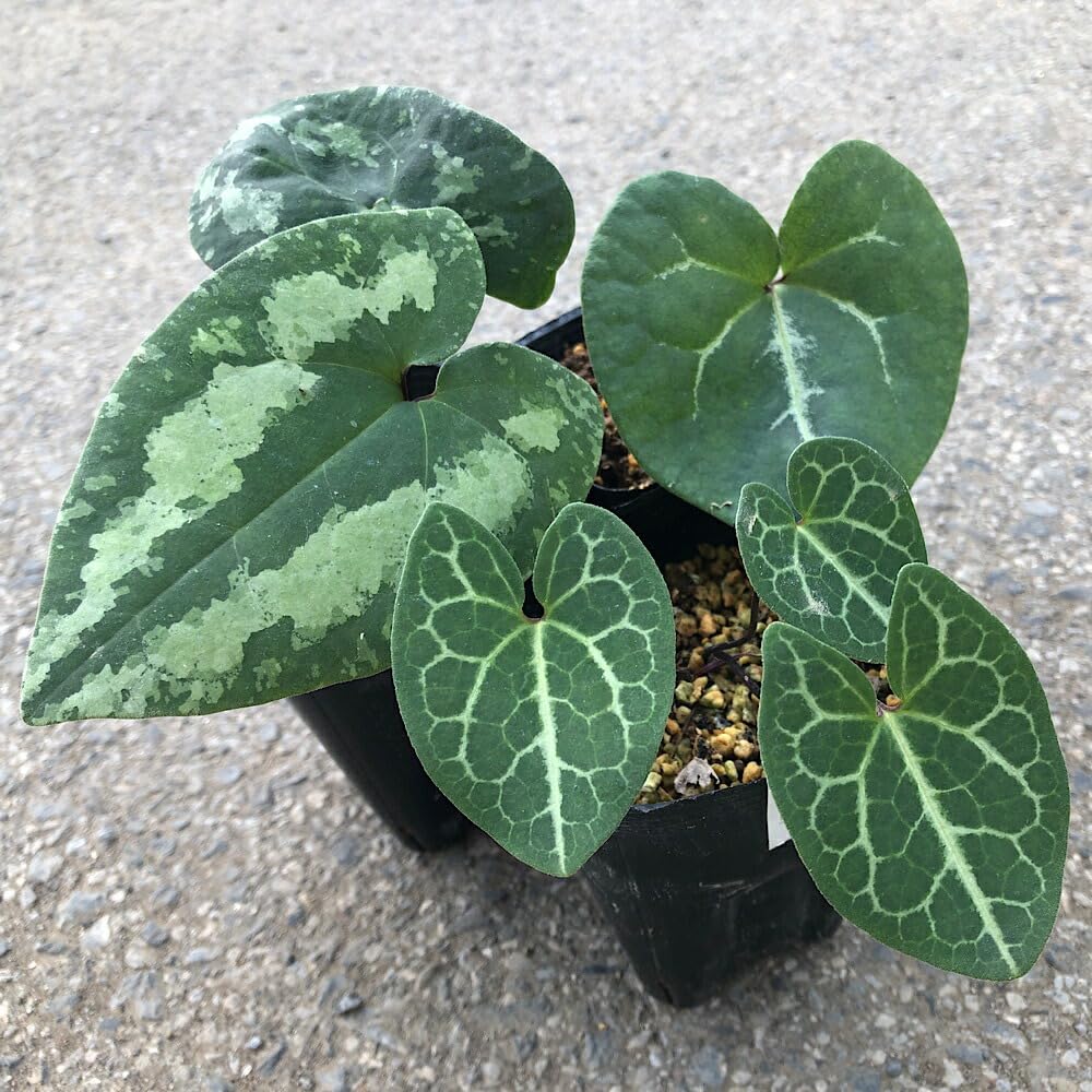 Amazon｜【charm】（山野草）カンアオイ（寒葵）品種おまかせ 品種記載