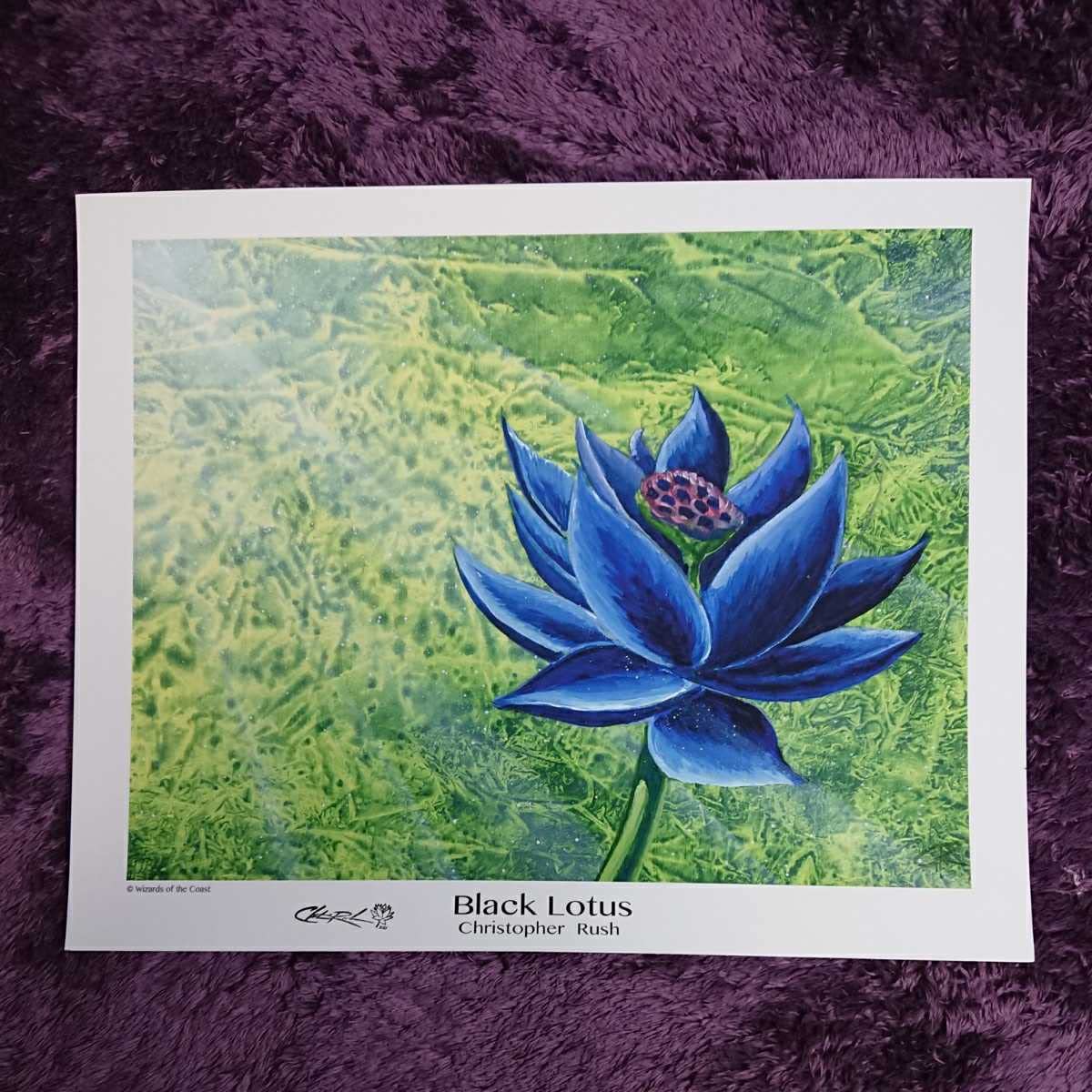 Amazon.co.jp: 大判《Black Lotus》Christopher Rush 証明書付 サイン