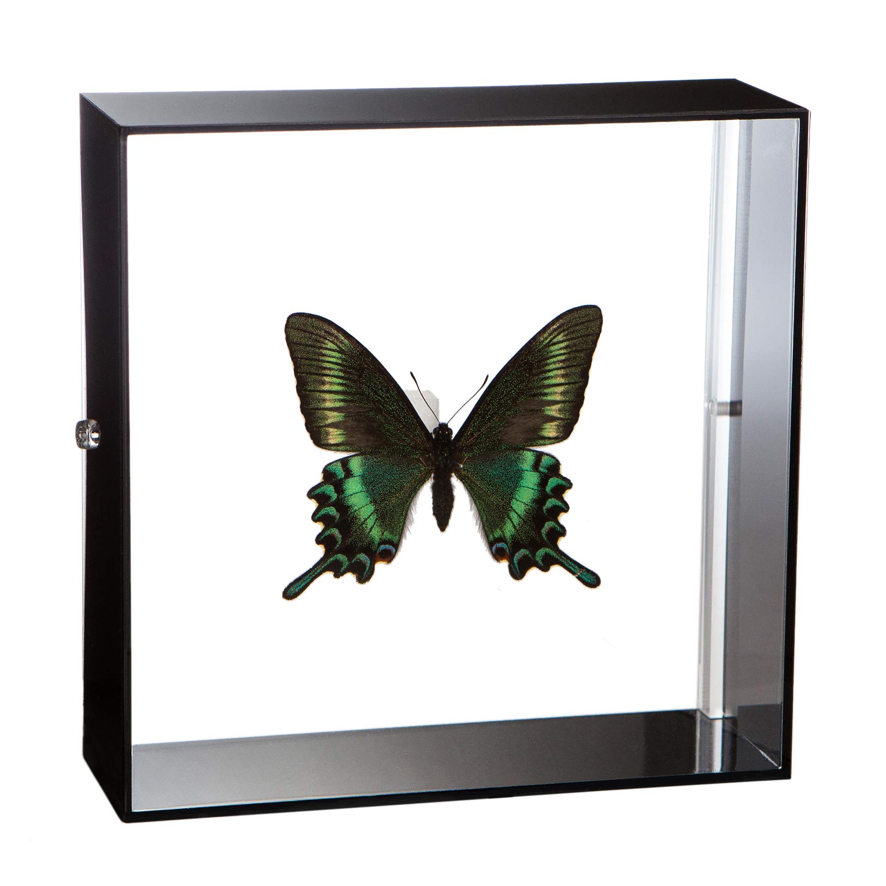 Amazon.co.jp: 蝶の標本 ミヤマカラスアゲハ Papilio maackii