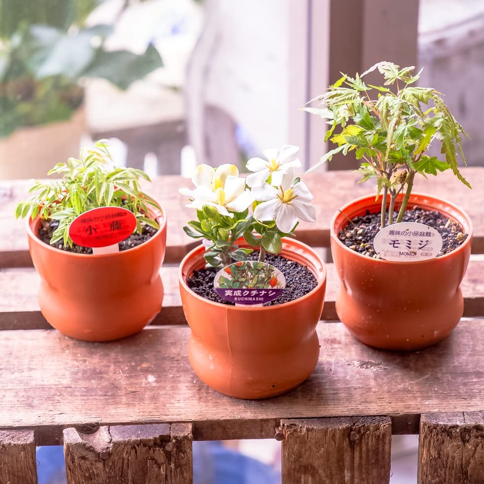 小円盆 中国宜興 紫砂の鉢 盆栽鉢 植木鉢 小品盆栽鉢 大品盆栽鉢 中国