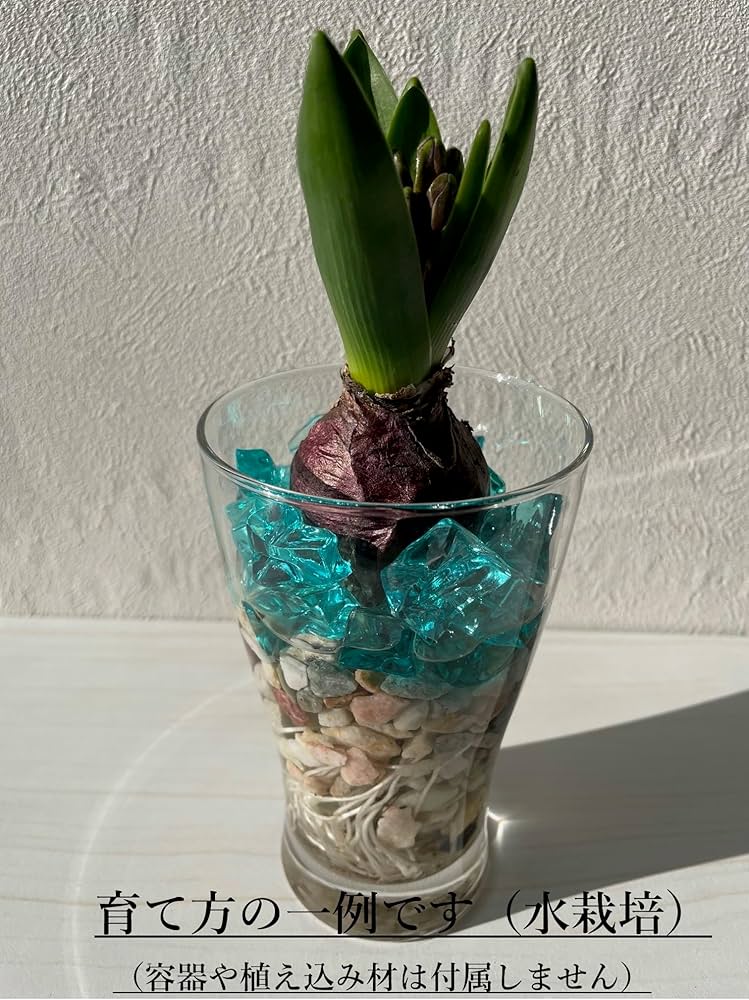 Amazon.co.jp: 土を使わない水栽培【ヒヤシンス「3色MIX」水耕栽培球根