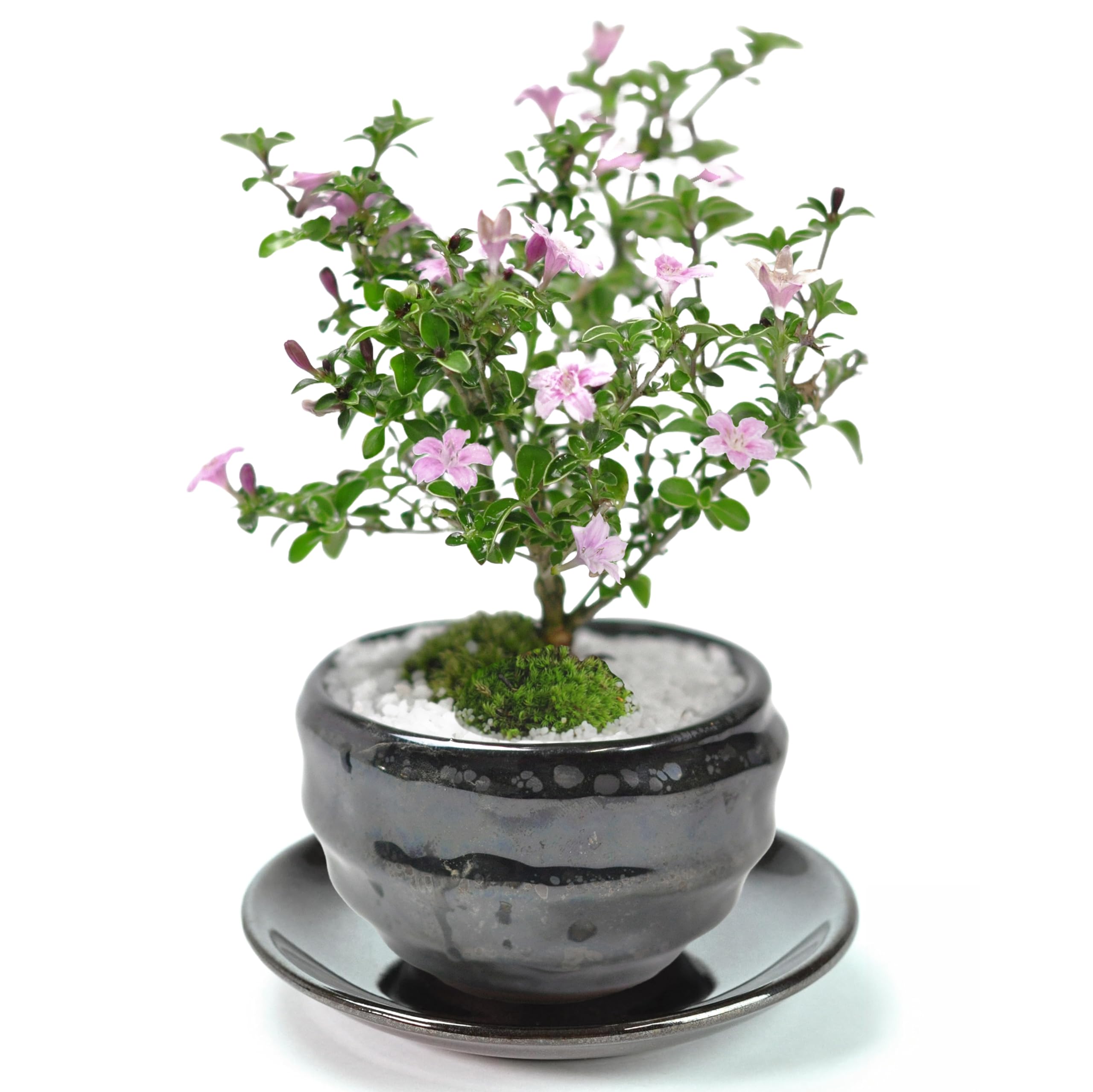 Amazon.co.jp: 盆栽妙 香丁木 天目鉢 受け皿 説明書 肥料付き ミニ盆栽