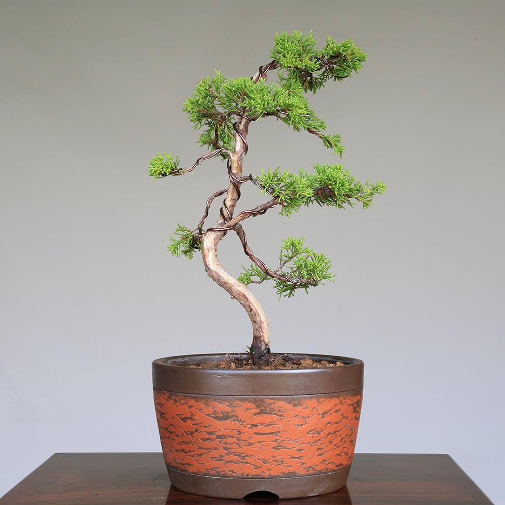 Amazon.co.jp: 糸魚川真柏 文人調 小品盆栽【泰寿園 Online】 : DIY