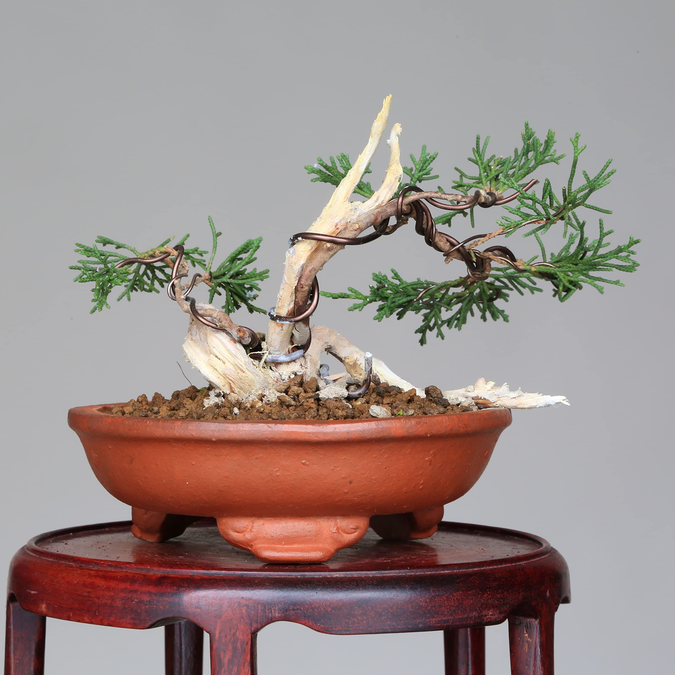 Amazon.co.jp: 『タヌキ真柏』糸魚川真柏 ミニ盆栽 (双幹)【泰寿園