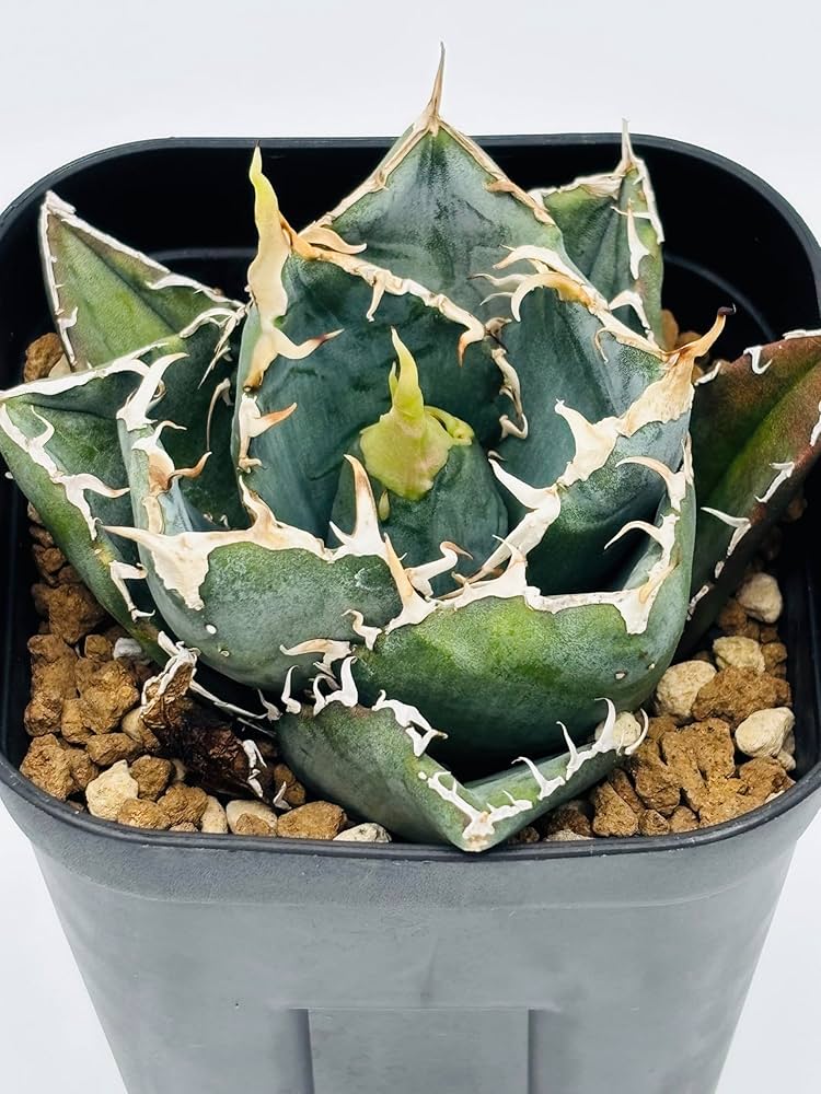 龍園觀】①No.712 特選 アガベ 多肉植物 チタノタ 白鯨 強棘 極上株 アガベ