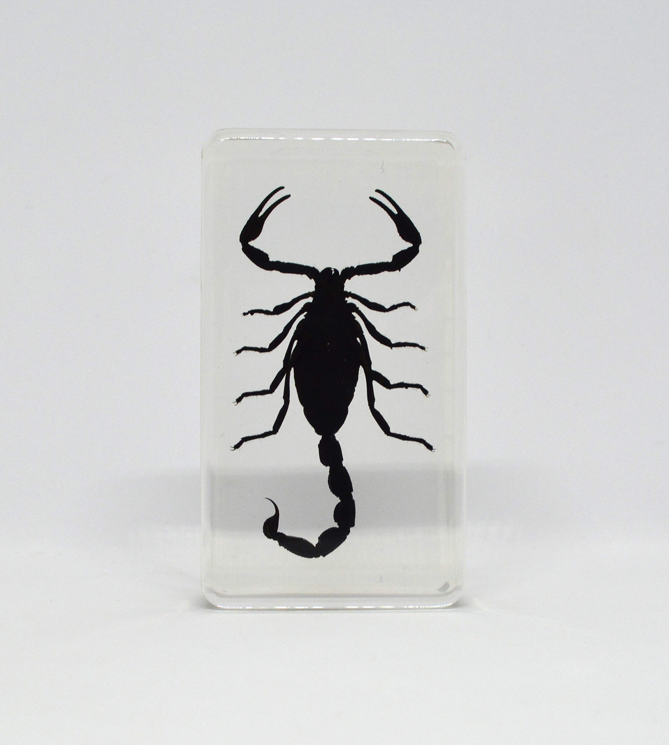 Amazon.co.jp: [透明標本制作所]樹脂封入 標本 サソリ Cタイプ 蠍/虫