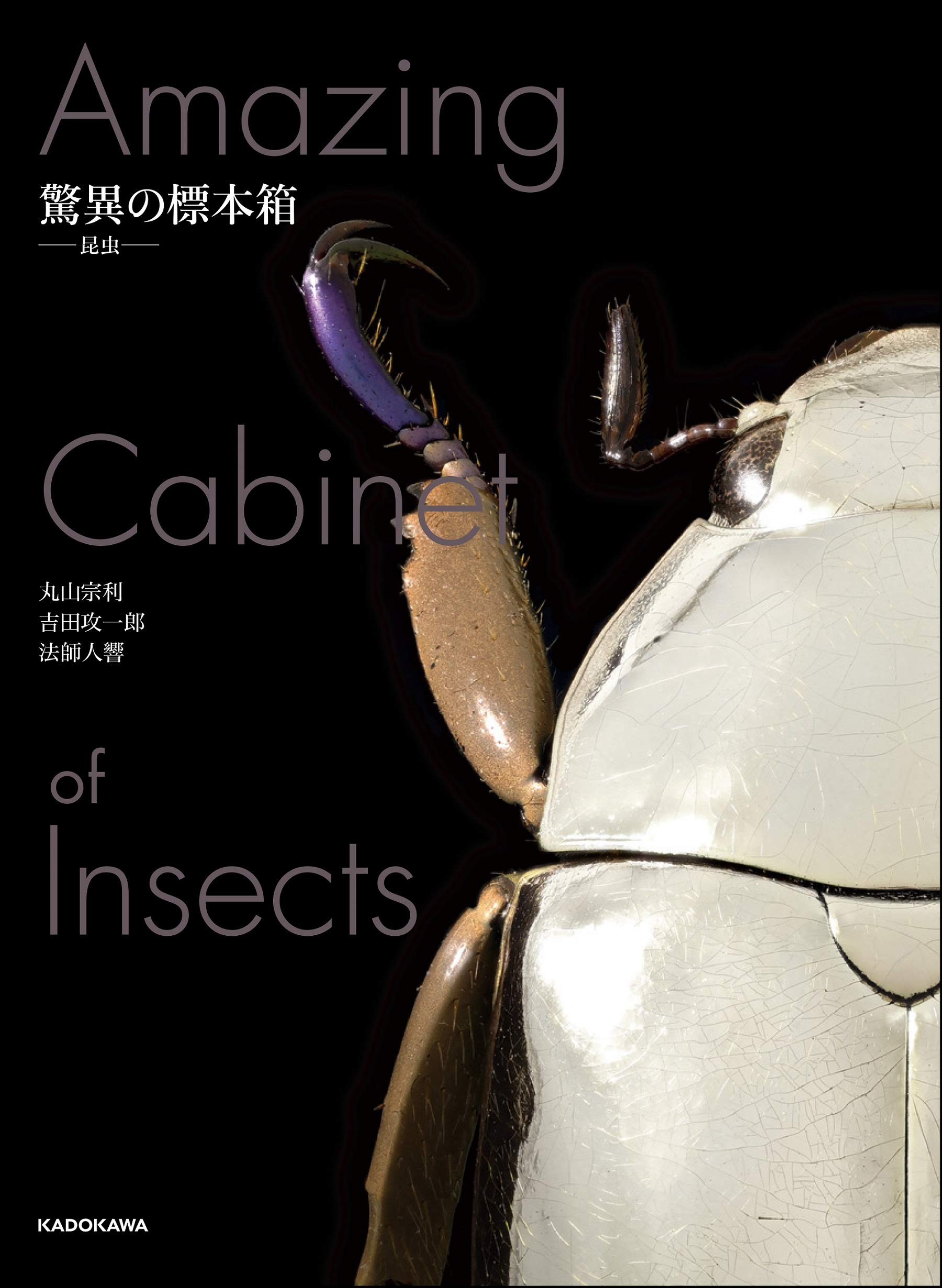 驚異の標本箱 -昆虫- | 丸山 宗利, 吉田 攻一郎, 法師人 響 |本 | 通販