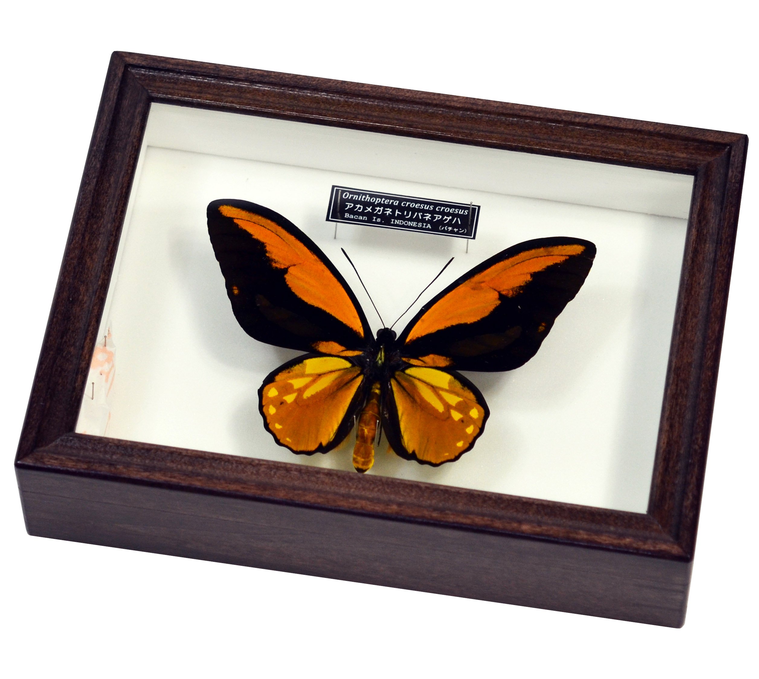 Amazon | 美しい蝶の標本 名和昆虫博物館企画・製作 アカメガネ