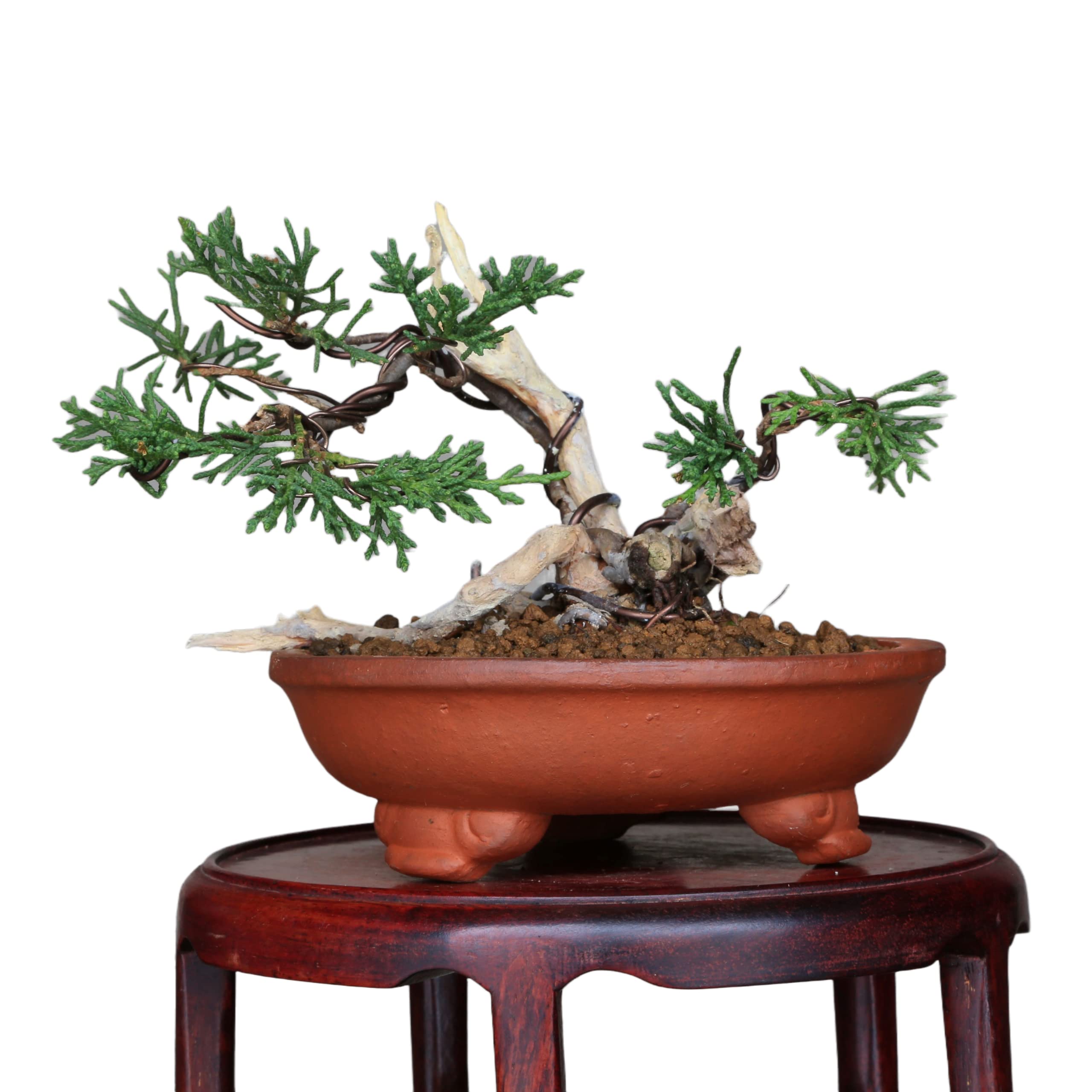 Amazon.co.jp: 『タヌキ真柏』糸魚川真柏 ミニ盆栽 (双幹)【泰寿園