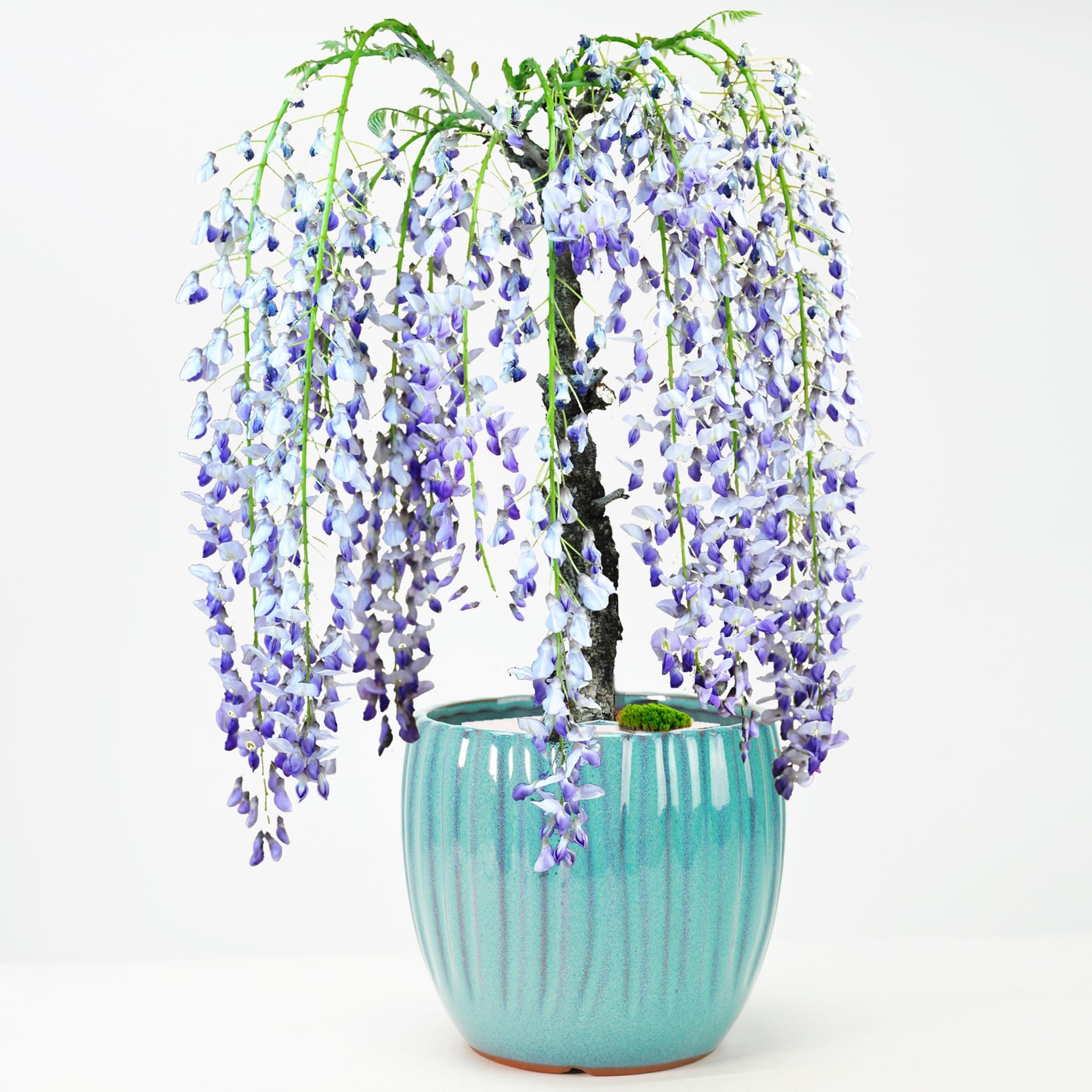 Amazon | 盆栽妙 一才藤 藤 花 鉢植え フラワーギフト 観葉植物 | 盆栽