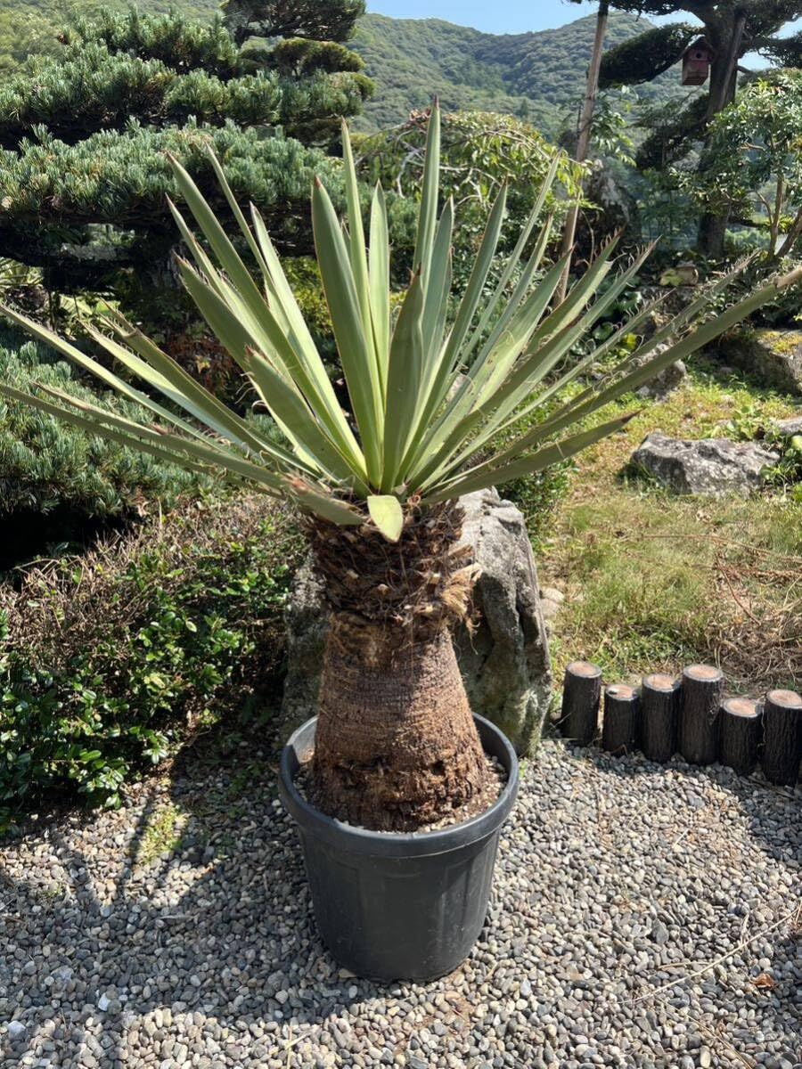 Amazon.co.jp: 極太 良型 1m27.5cm 発根 ユッカ ファクソニアーナ 耐寒