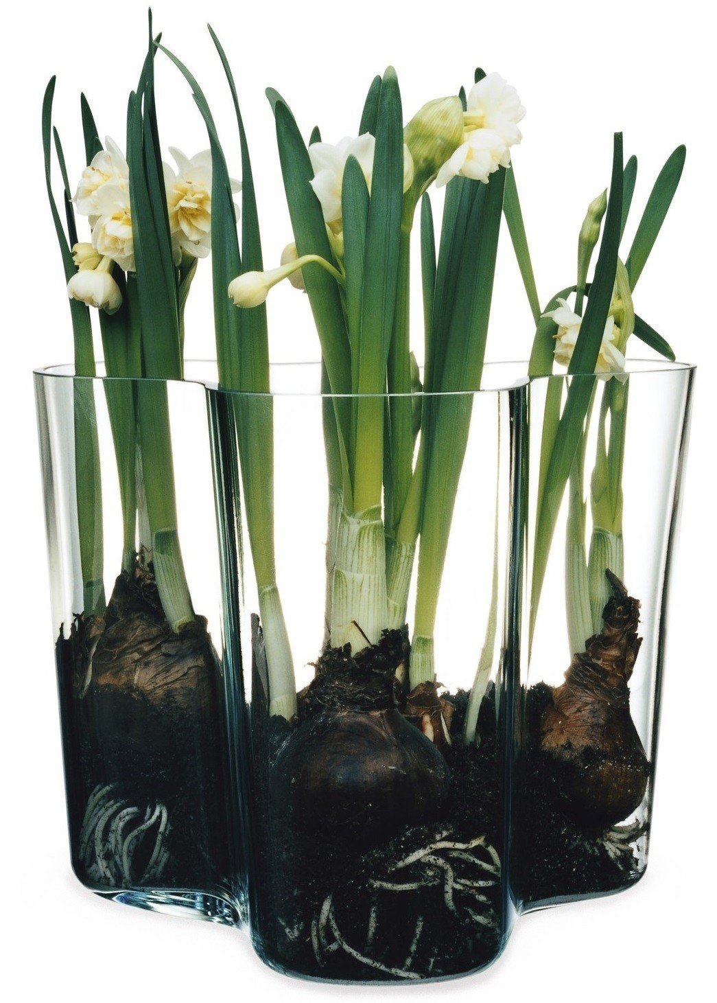 Amazon.co.jp: 【正規輸入品】 イッタラ アルヴァ・アアルト