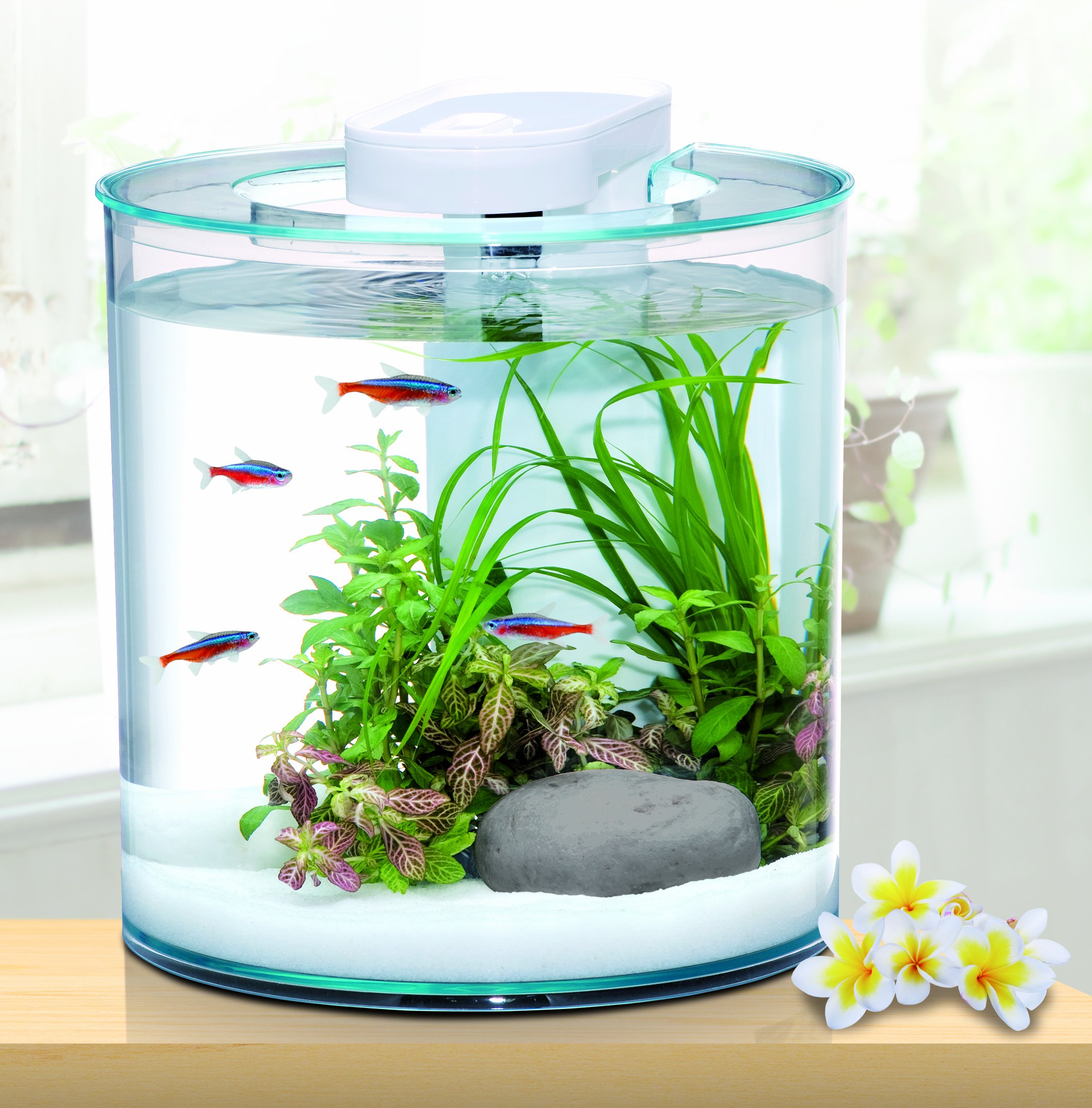 Amazon | ジェックス アクア360アール オールインワン水槽セット 樹脂