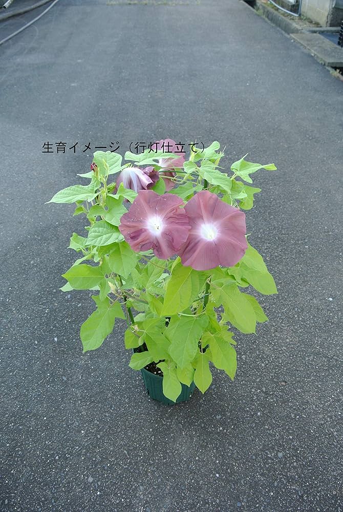 919WbNKSDOL._AC_UF1000,