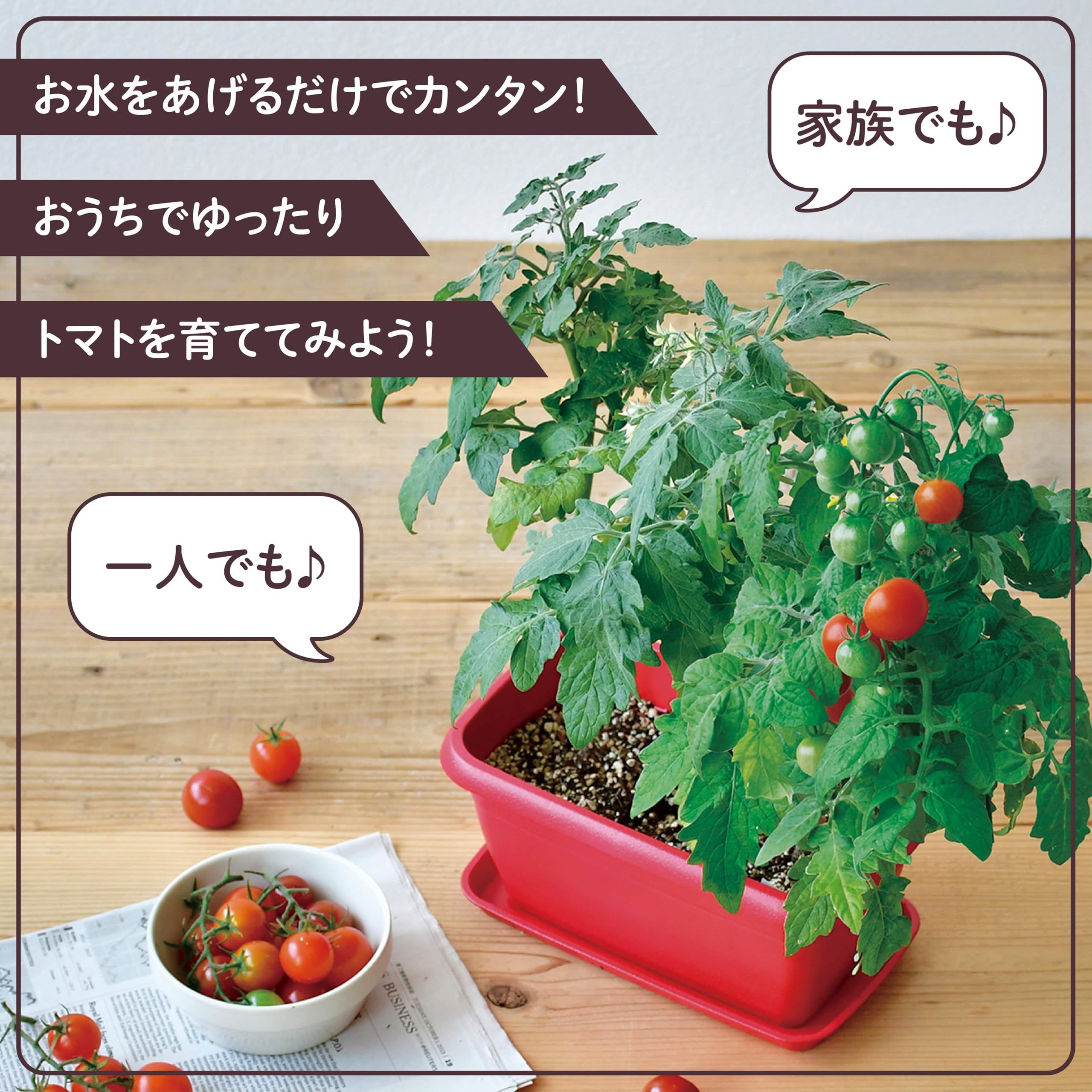 Amazon.co.jp: 聖新陶芸 冬 / 春 / 夏の 家庭菜園 簡単 栽培キット