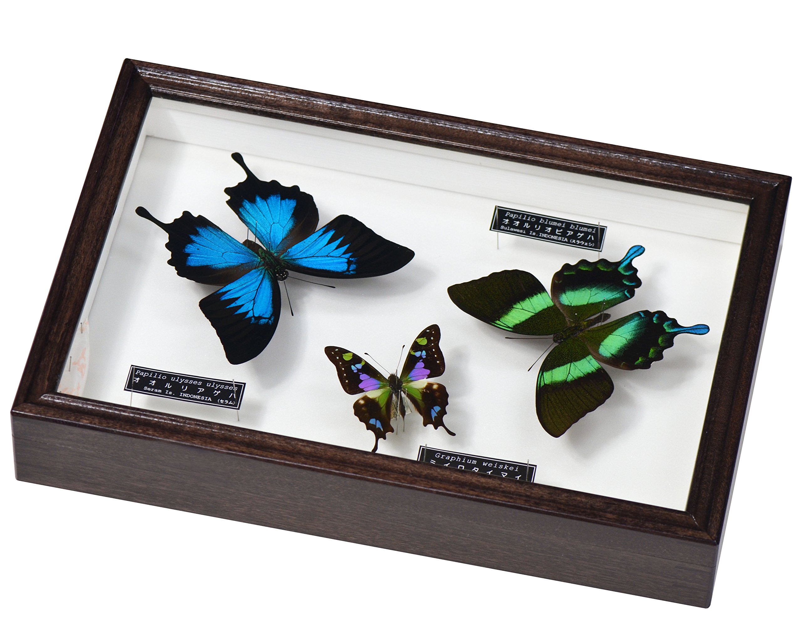 Amazon | 美しい蝶の標本 名和昆虫博物館企画・製作 オオルリアゲハ
