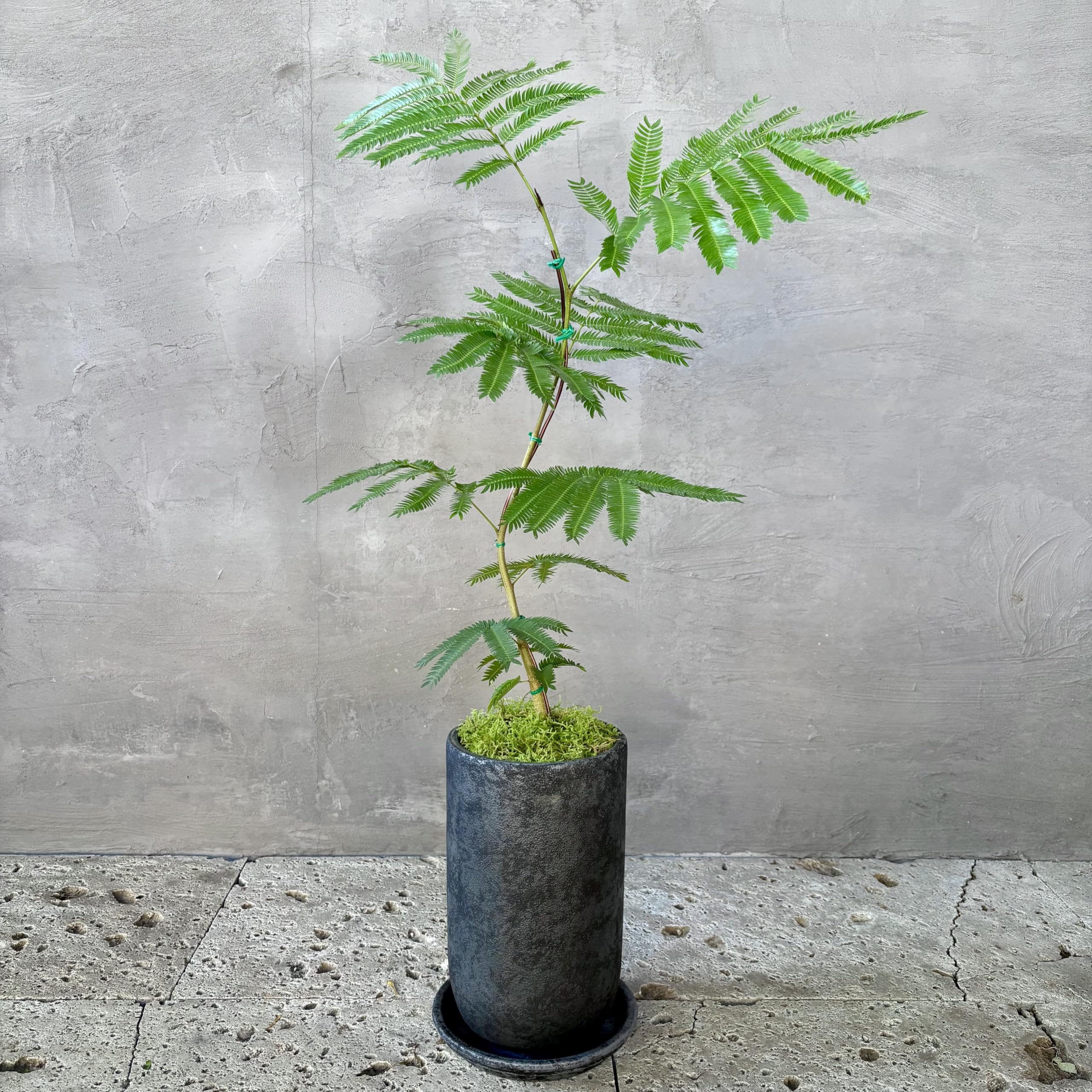 Amazon｜観葉植物 本物 エバーフレッシュ 曲がり 盆栽仕立て 陶器鉢