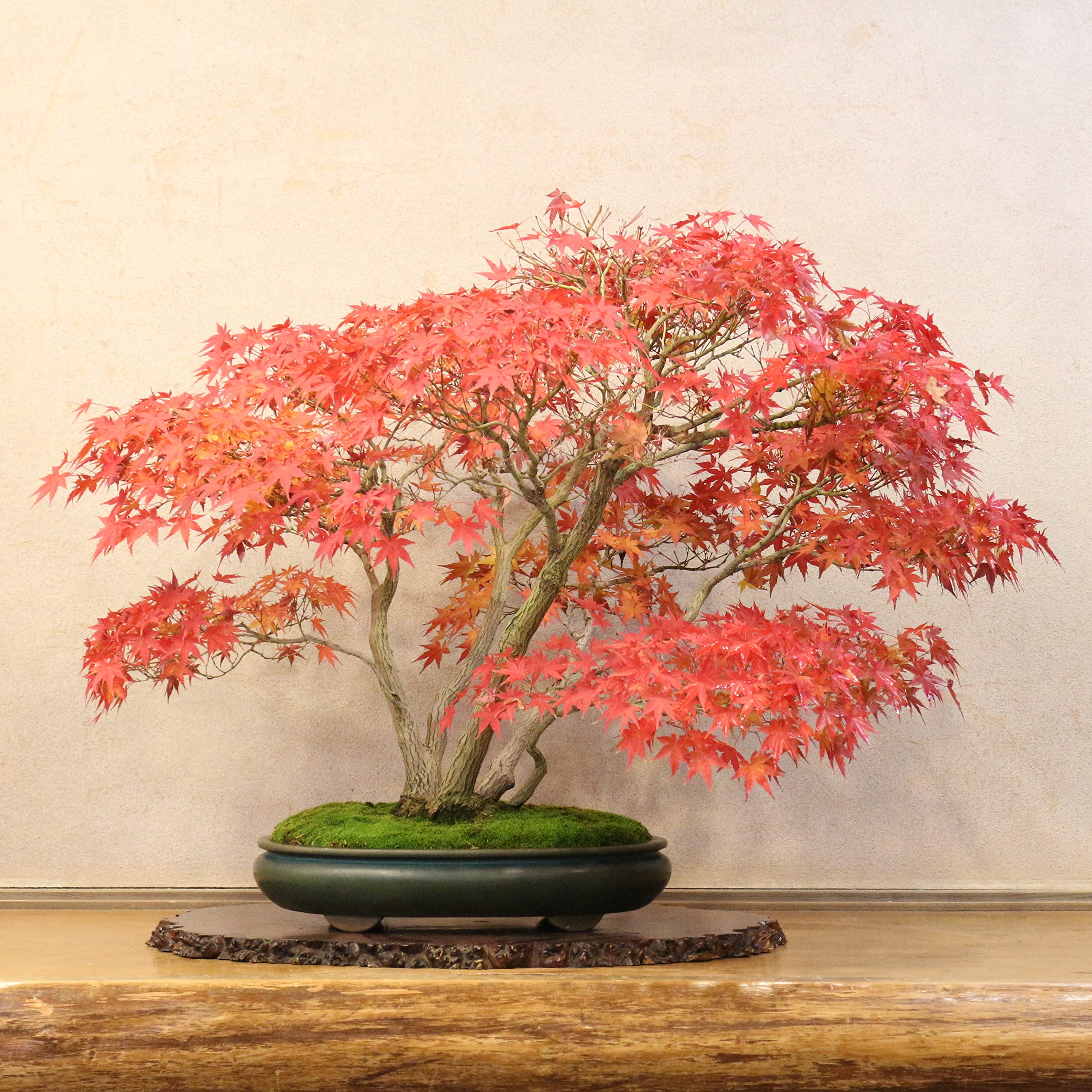 Amazon.co.jp: 清香園 山もみじ 盆栽 株立ち 樹齢約70年 : DIY・工具