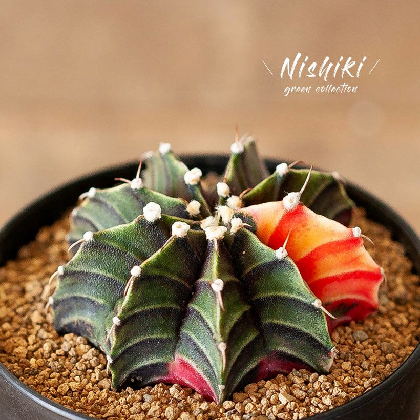 緋牡丹錦（ギムノカリキウム）斑入りのヒボタン育て方ガイド付き