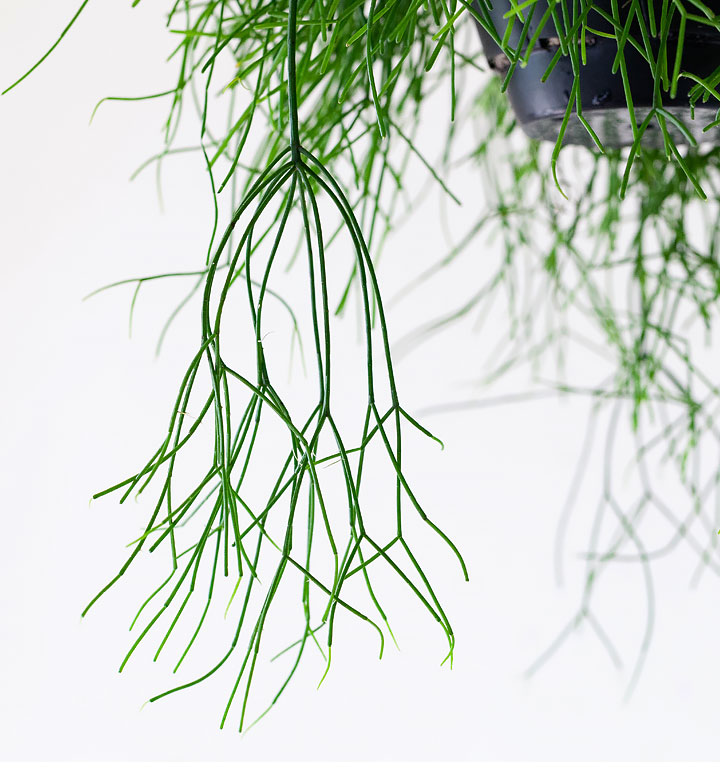 リプサリス属人気22種（育て方付き）｜森林サボテン・多肉通販