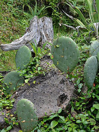 オプンチア・ステノペタラ Opuntia stenopetala サボテン科 Cactaceae
