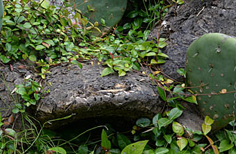 オプンチア・ステノペタラ Opuntia stenopetala サボテン科 Cactaceae