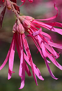 ベニバナトキワマンサク Loropetalum chinense var. rubrum マンサク科