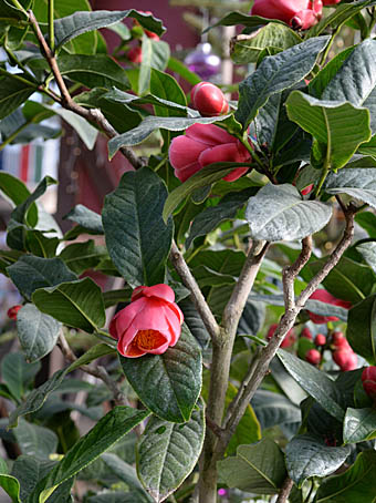 カイドウツバキ Camellia amplexicaulis ツバキ科 Theaceae ツバキ属