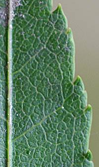 ヤマモミジ Acer palmatum ムクロジ科 Sapindaceae カエデ属 三河の