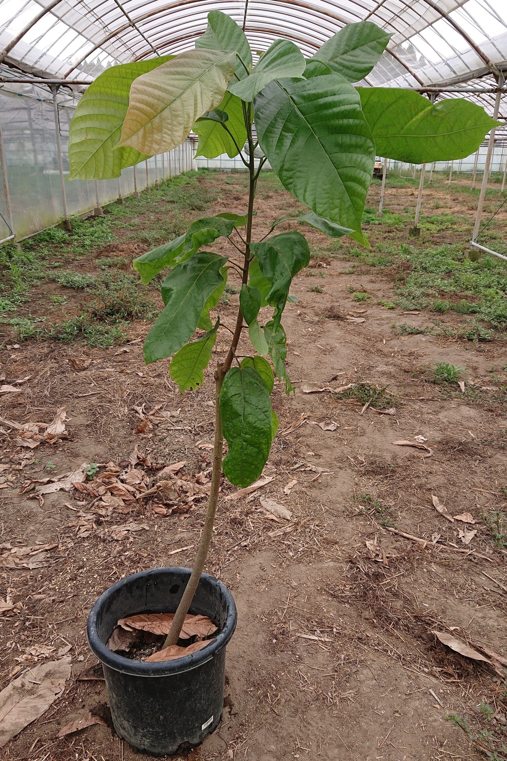 カカオ苗フォラステロ系統(大)＋管理サービス | 【宮崎カカオ】ONLINE SHOP