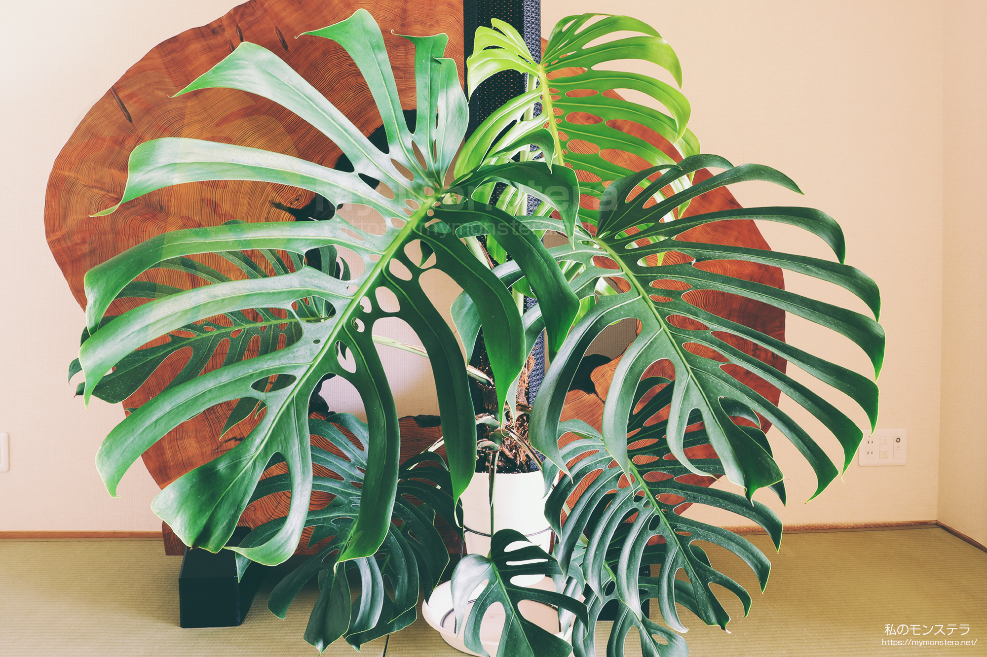 約75センチ、11もの切れ込みが入った葉が開いたモンステラスケルトン