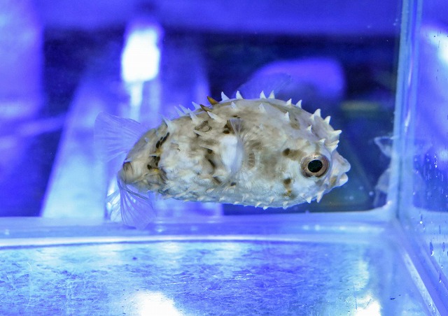 ストライプドバーフィッシュ、セブ産カクレpr、変わりクマのみなどなど