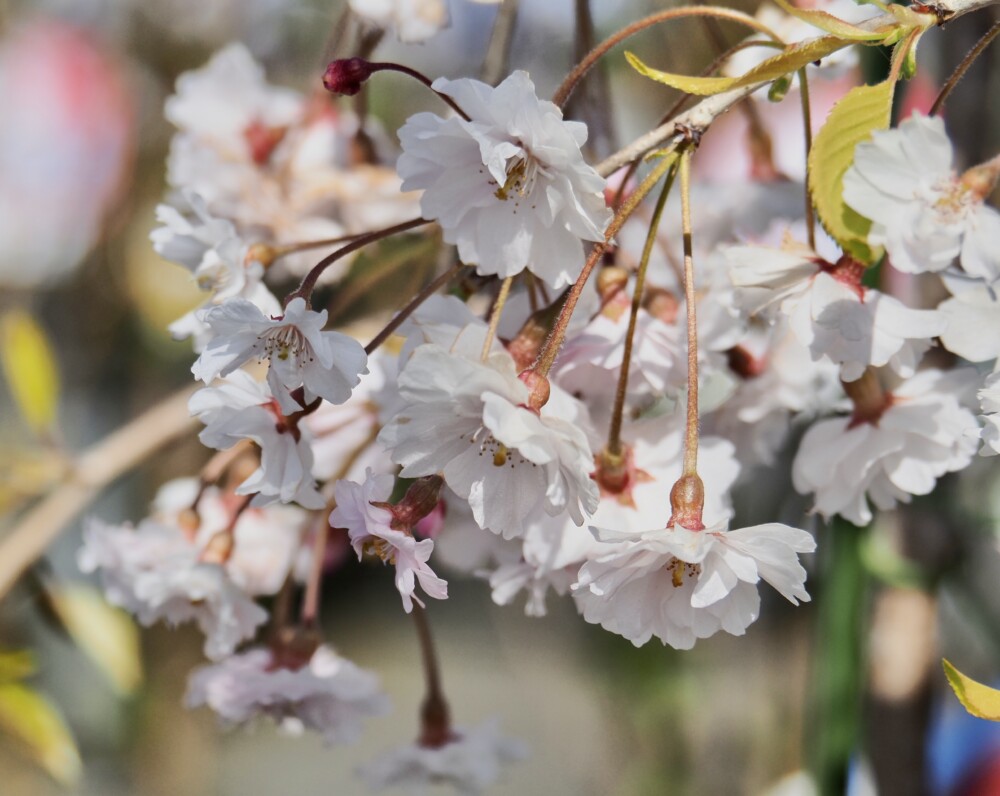 サクラ | nae-ya｜herbal tree shop ｜ハーバルツリーショップ なえや