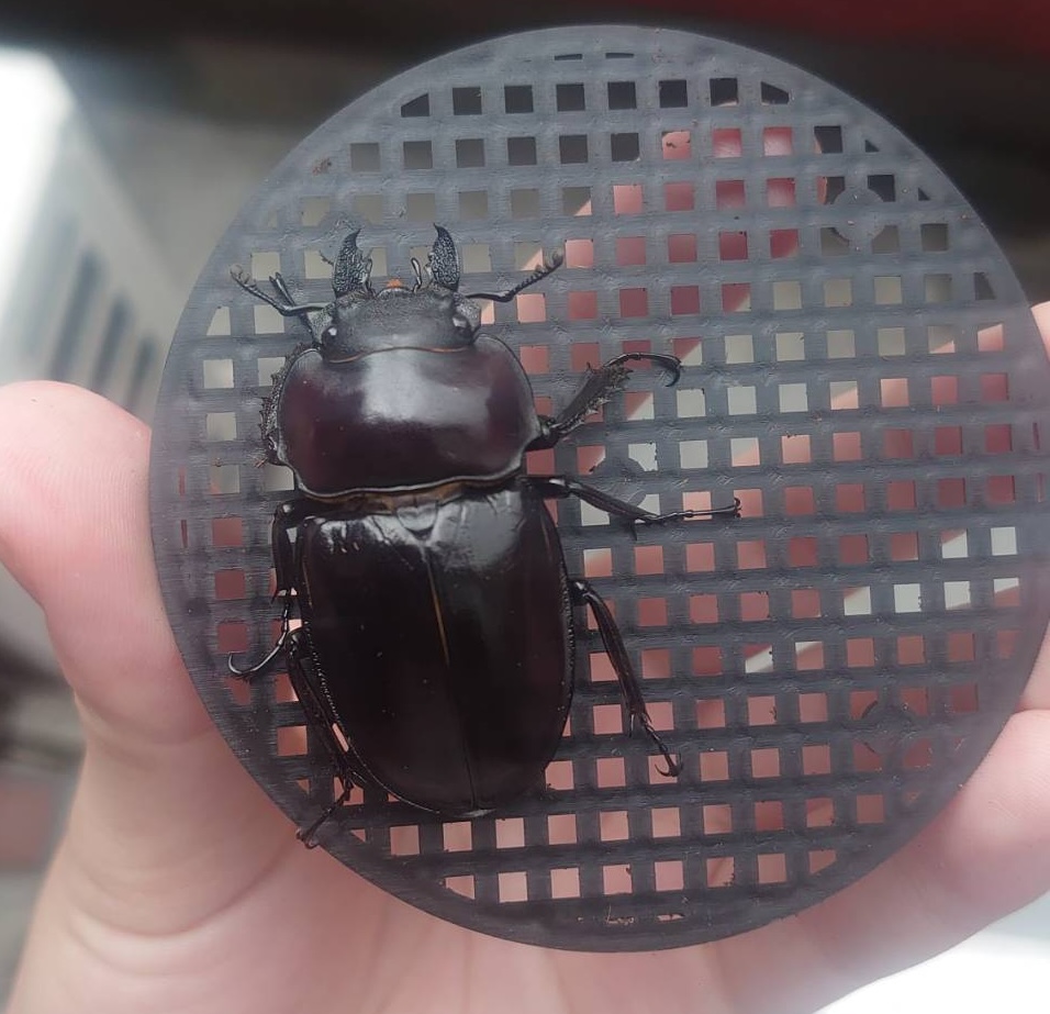 まさかのペアで羽化！初挑戦のアマミマルバネクワガタ徳之島産