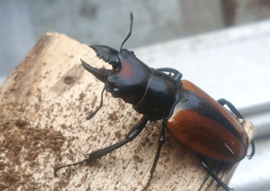 第2期｜ヤエヤママルバネクワガタ 西表島大見謝産 飼育記録 – ネオルカヌス