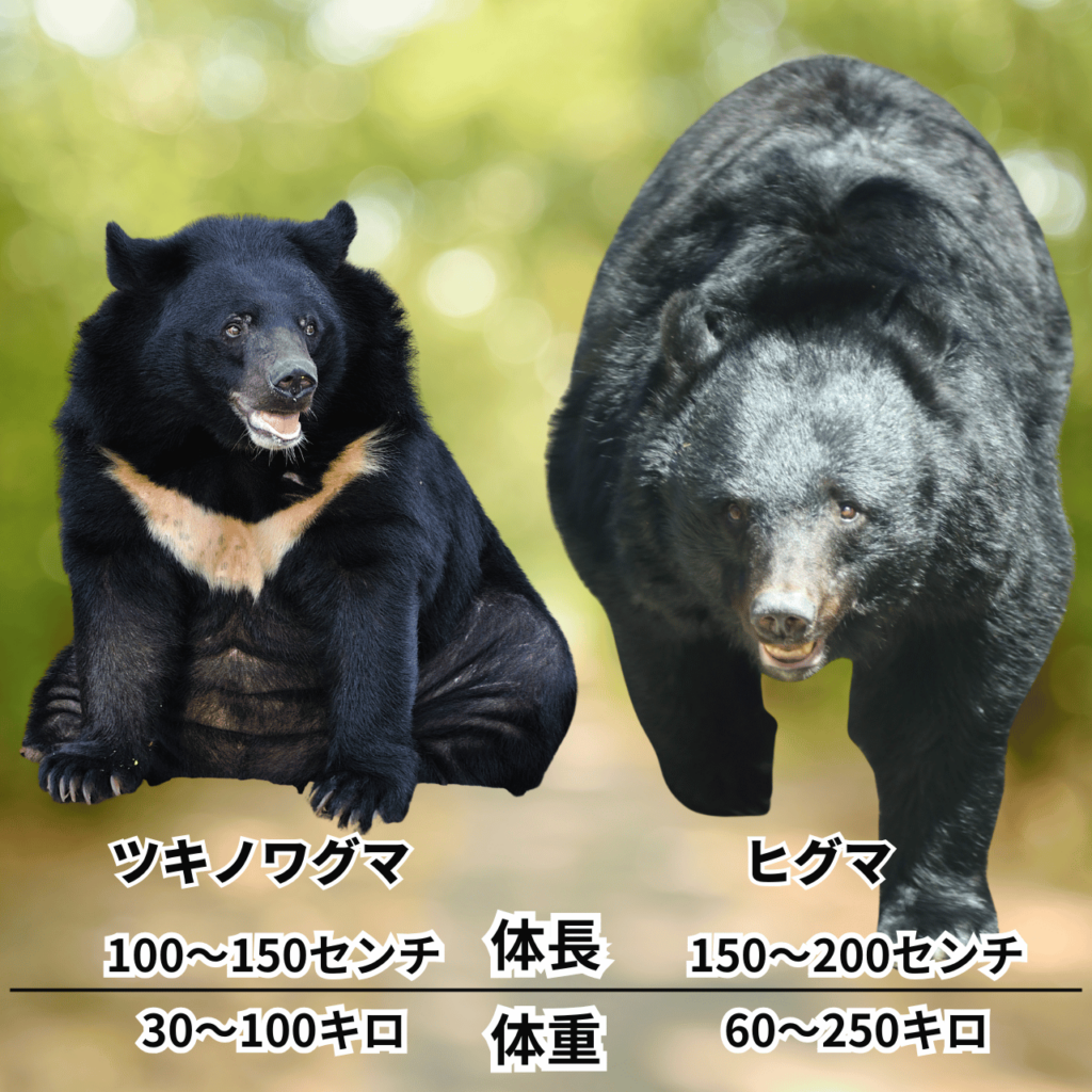 必見】熊撃退スプレーに「ツキノワグマ用／ヒグマ用」は無い？！熊専門