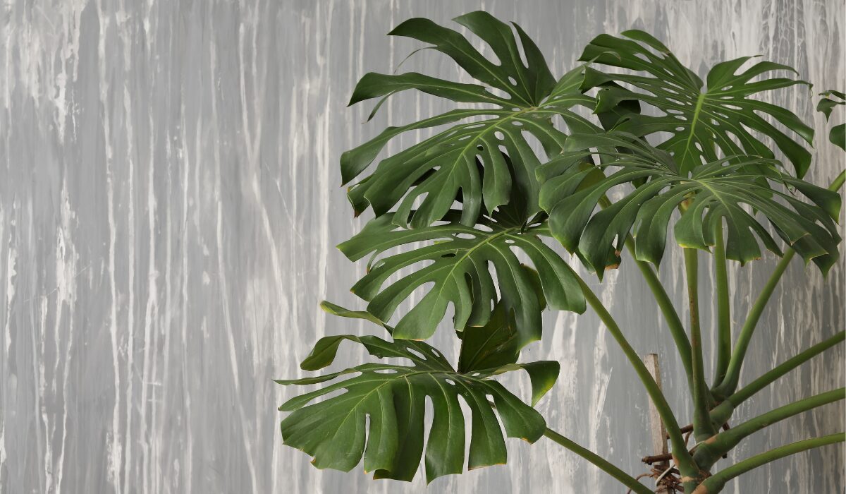 モンステラデリシオーサマクロコズム大型葉希少系統鉢植え高さ114