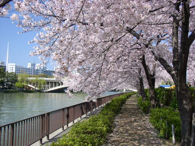 大阪城天守閣、南天満公園、中之島プロムナードの桜 (r271-635)