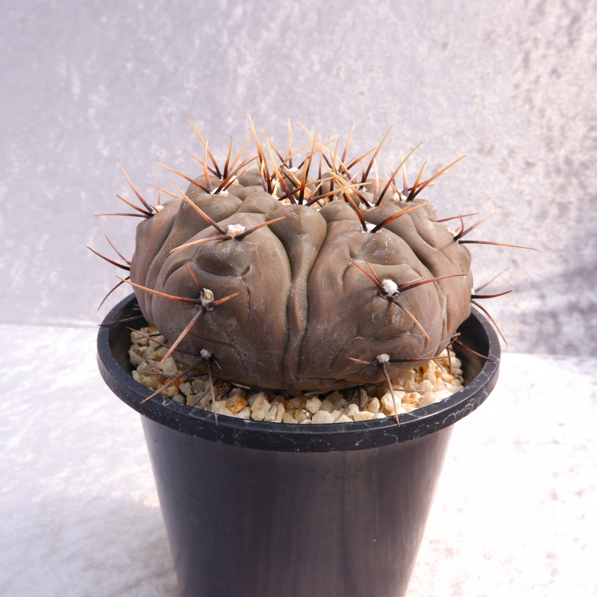 商品詳細 - 信州西沢サボテン園