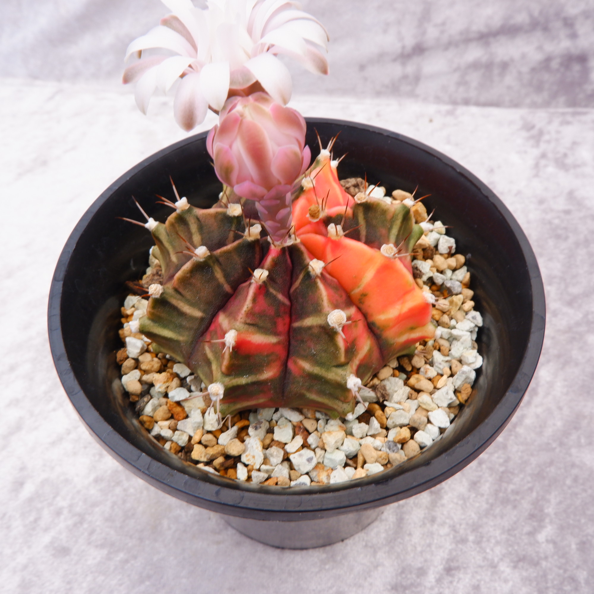 商品詳細 - 信州西沢サボテン園