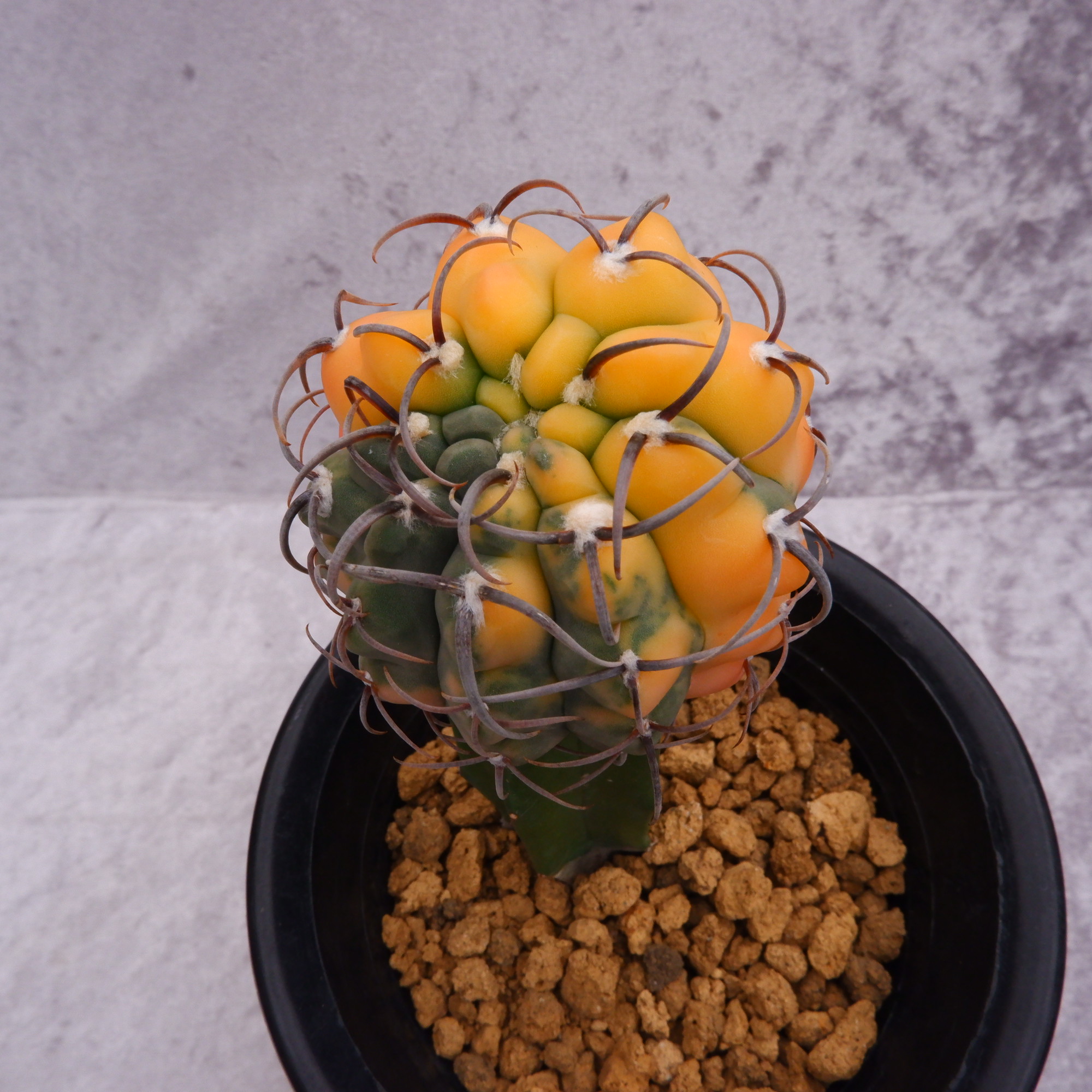 商品詳細 - 信州西沢サボテン園