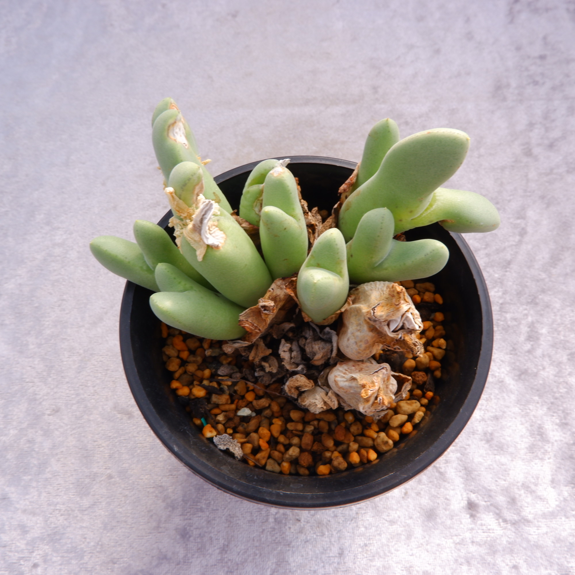 商品詳細 - 信州西沢サボテン園