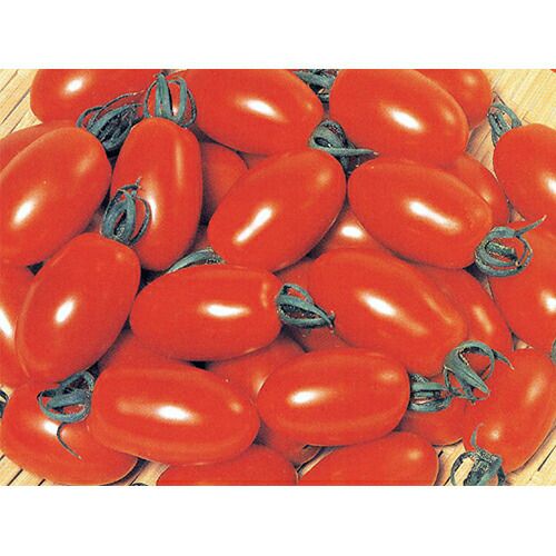 果樹苗 【 桃 ひめこなつ 1年生苗木 】 品種 ひめこなつ 品種登録番号