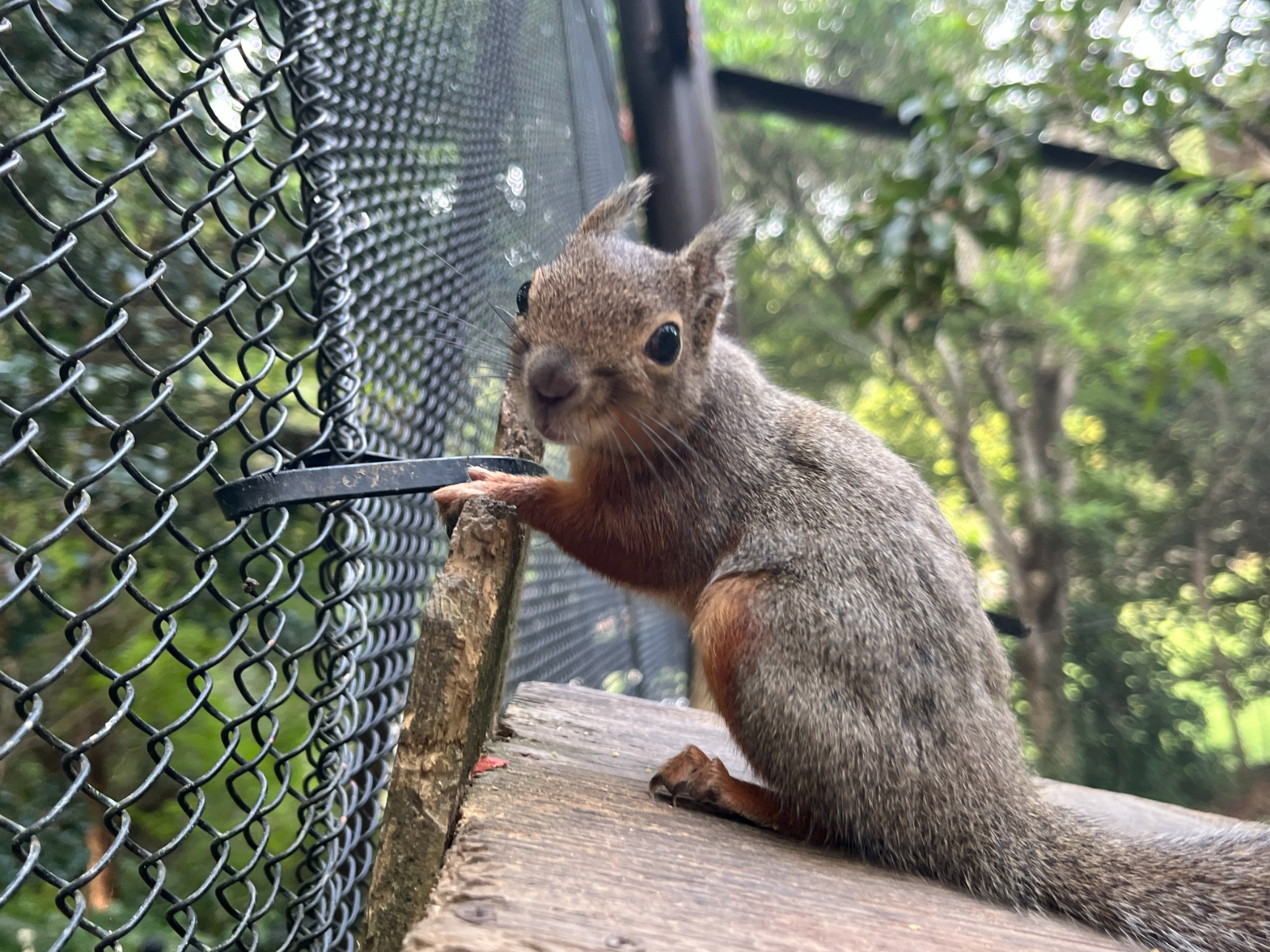 12月14日(日)の｢リスの小道｣はお休みさせていただきます | 園からの