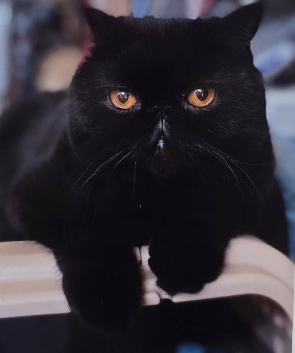 にゃんだらけ公式サイト