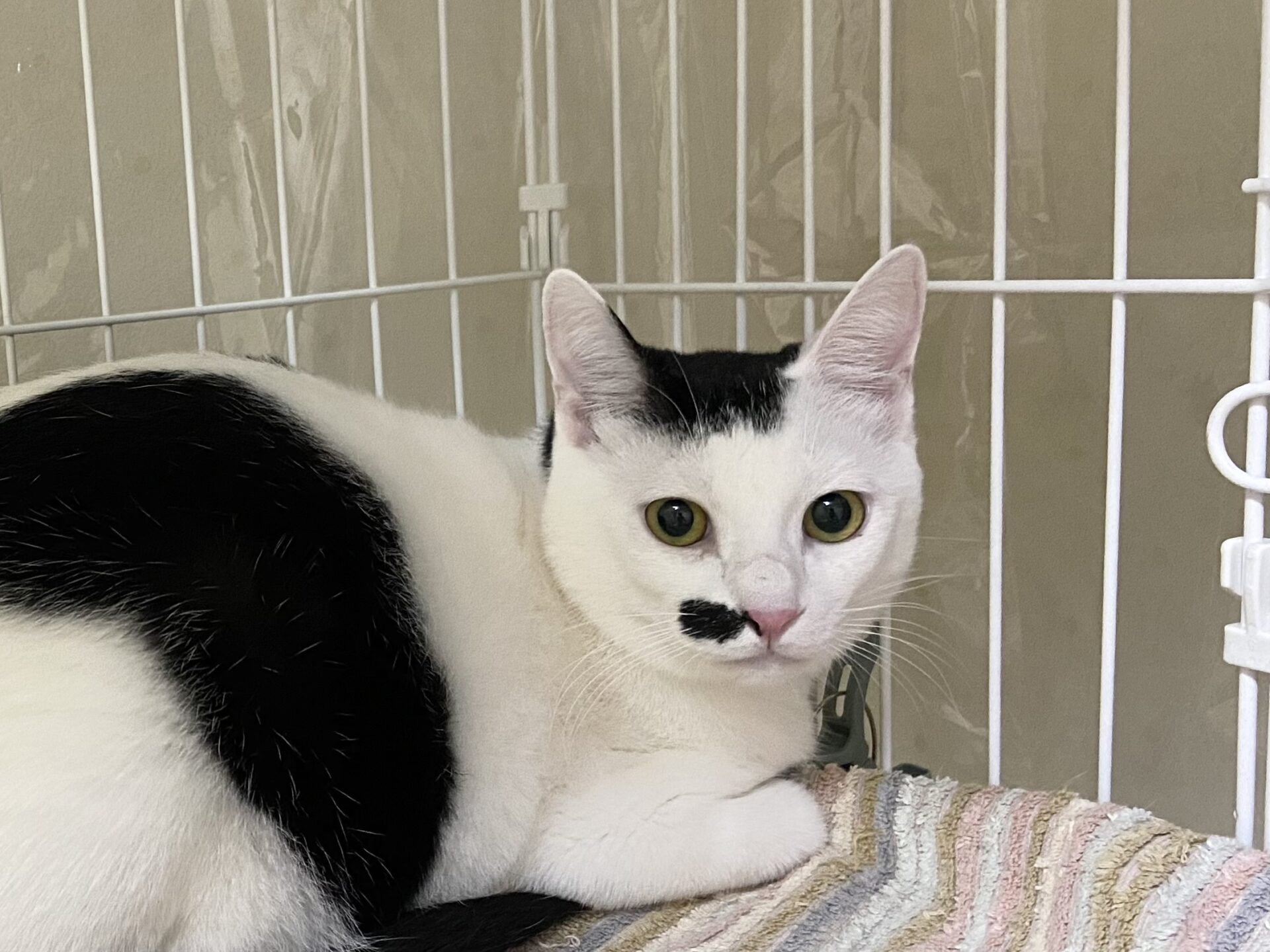 富良野 すだち – ニャン友ねっとわーく北海道