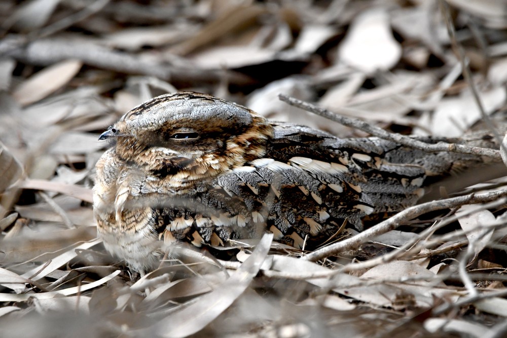 Red-necked Nightjar - Caprimulgus ruficollis - Observation.org